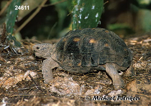 Texas Tortoise (Gopherus berlandieri)
